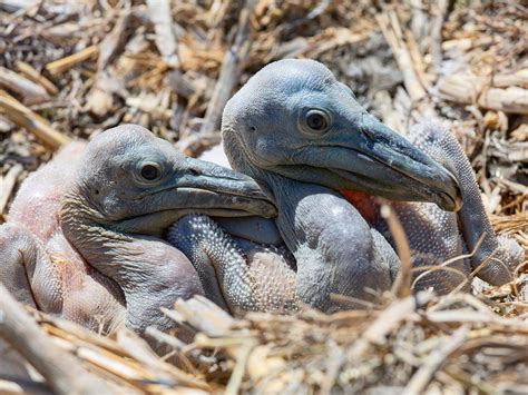 Baby Pelicans (Complete Guide with Pictures) | Birdfact