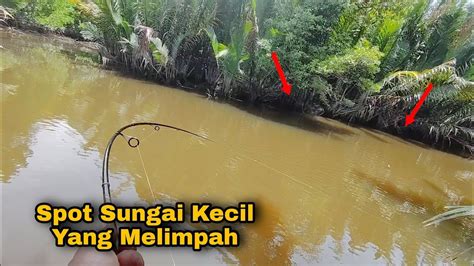 Bertubi Tubi Strike Jenaha Kakap Tompel Di Sungai Kecil Youtube