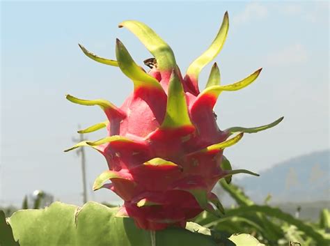 Penyakit Pada Buah Naga Penyebab Dan Cara Pencegahan