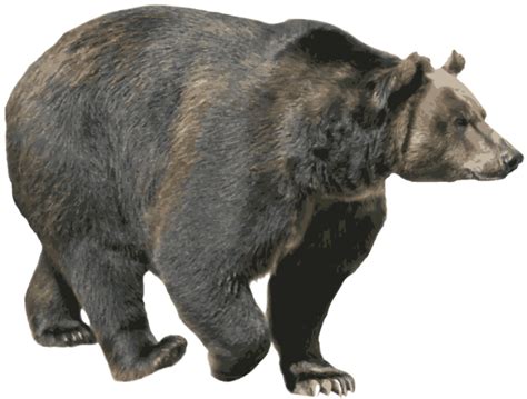 Png Grizzly Bear Transparent Grizzly Bearpng Images Pluspng