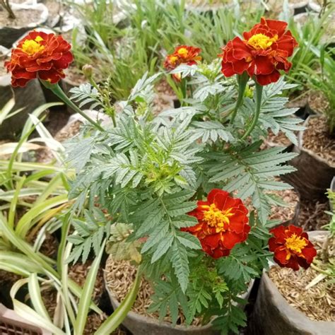 Jual Marigold Lokal Suyok Bunga Terasi Shopee Indonesia