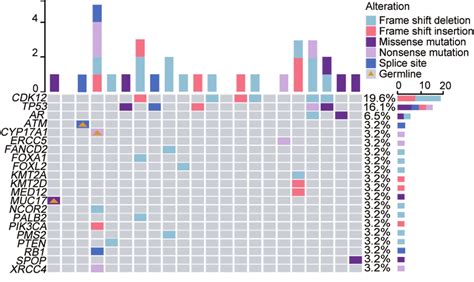 The Genomic Landscape Of Pathogenic Alterations Identified Before Download Scientific Diagram