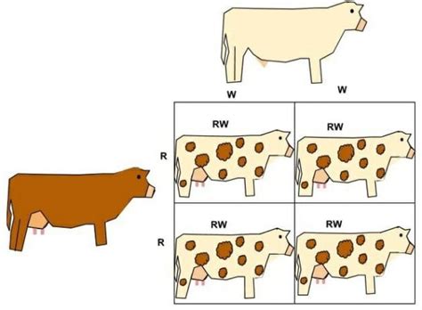 Dominant Allele Definition And Types Biology Dictionary