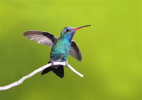 7 Species of Blue Hummingbirds in North America (Inc. Awesome Photos)