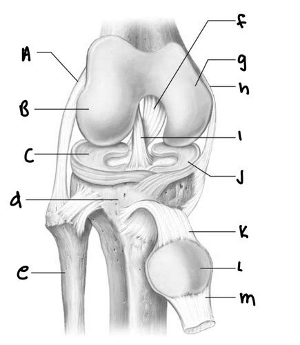 Anatomy Anterior View Of Right Knee Flashcards Quizlet