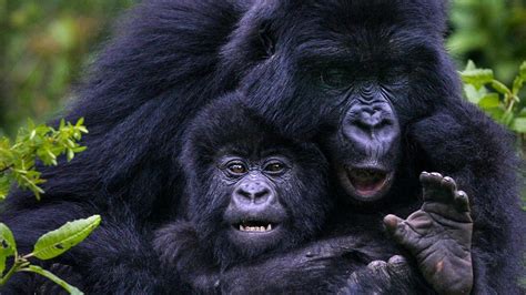 Tracing The History Of Gorilla Trekking In Uganda And Rwanda