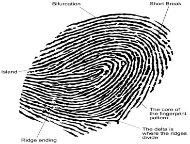 Finger Print Recognization - Fundamentals, Advantages and Applications