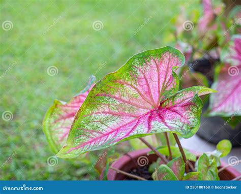 Beautiful Caladium Bicolor Or Queen Of The Leafy Plants Stock Photo