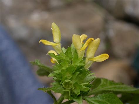 (Lamiaceae) image 173175 at PhytoImages.siu.edu