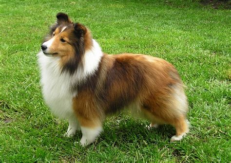 Sheltie Dogs Sheltie Shetland Sheepdog