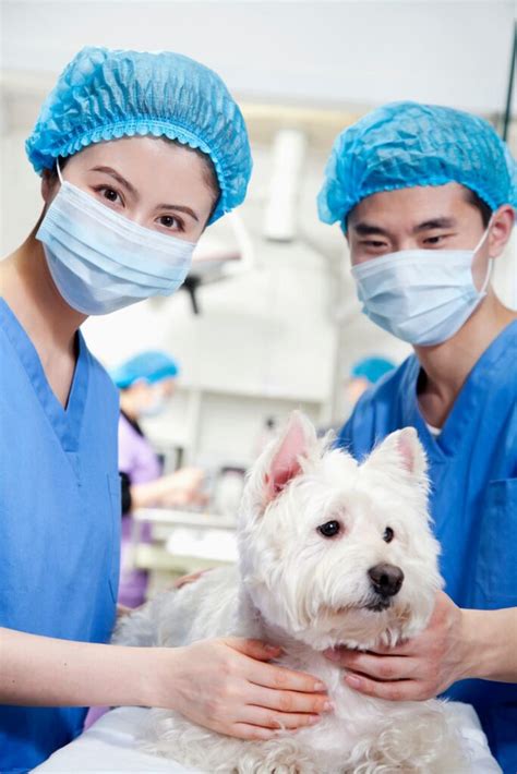 7 Essential Steps To Prepare For Your Dogs Tooth Extraction