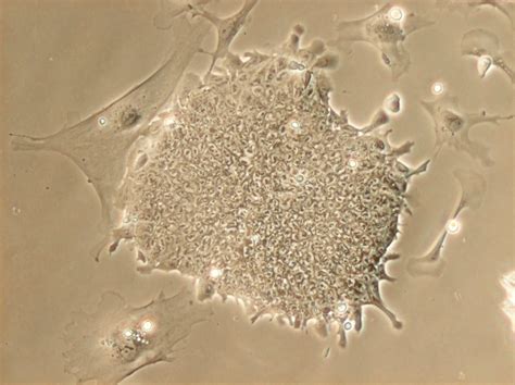 Mouse Embryonic Stem Cells