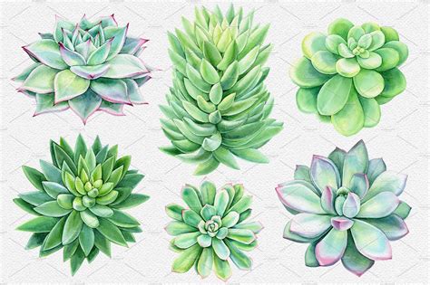 Watercolor Green Plants Succulent Painting Botanical Artwork