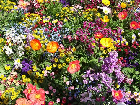 Bunte Blumen Hintergrundbild Kostenlos Blumen