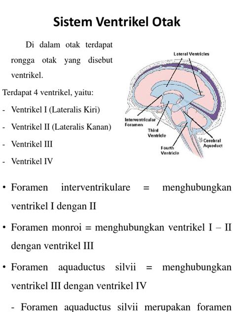 Sistem Ventrikel Otak Pdf