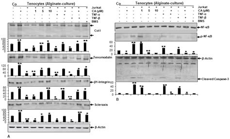 Ijms Free Full Text Calebin A A Compound Of Turmeric Down Regulates Inflammation In