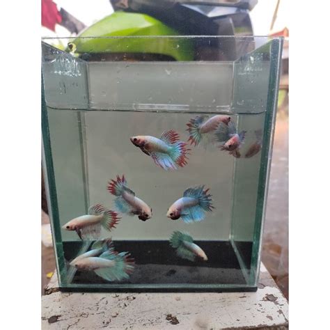 Jual Ikan Cupang Serit Crowntail Maskot Grizzle Hijau Shopee Indonesia