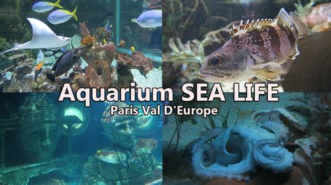 Aquarium Sea Life Paris Val D Europe Visite Youtube