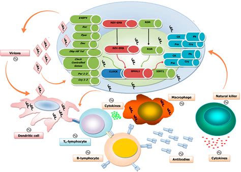 Figure 1 From The Circadian Clock The Immune System And Viral