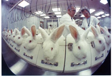 Rabbits are among the most abused animals on Earth—especially in labs ...