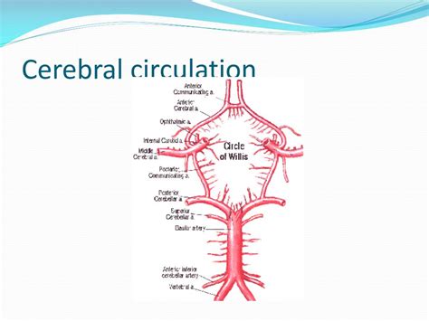 PPT Cerebral Circulation CSF Formation PowerPoint Presentation ID