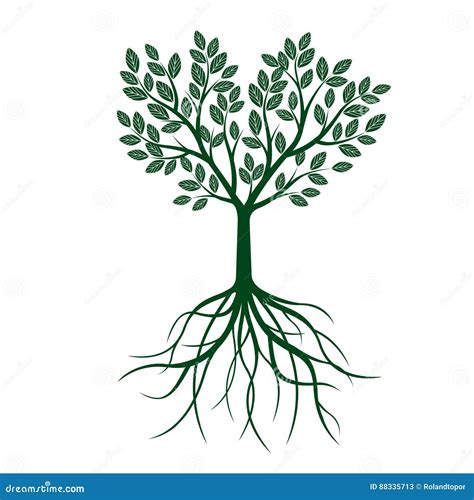 Green Tree With Leafs And Roots Vector Illustration Stock Vector