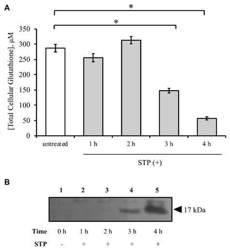 Frontiers Role Of Glutathione Depletion And Reactive Oxygen Species