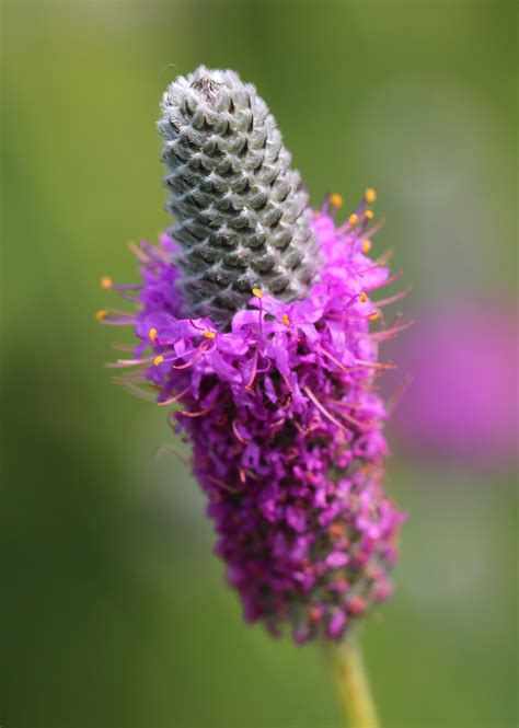 South Dakota Plants To Know Purple Prairie Clover