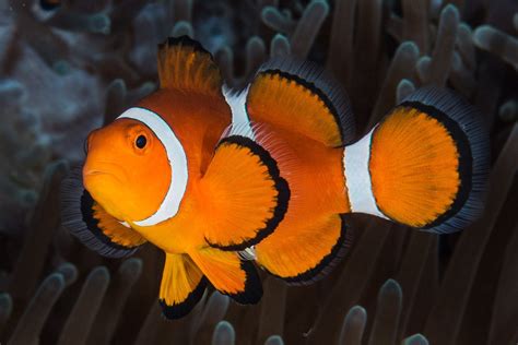 Poisson Clown N Mo Amphiprion Ocellaris Fiche Poissons