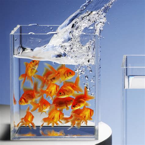 Common Goldfish Size