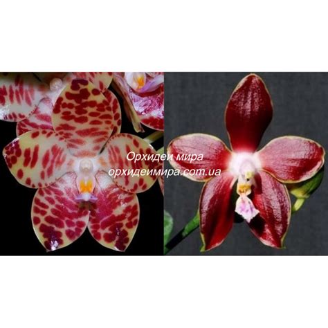 Орхидея Phal Gigantea X Venosa Red купить доставка Украина