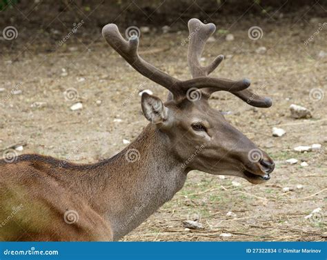 Red Deer Stock Photo Image Of Wild Cervus Deer Animal 27322834