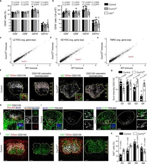 Cxcl12 Expression In In Cxcl13 Cre⁺ Cells Governs Brc Topological Download Scientific Diagram