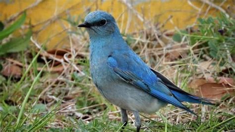 Mountain Bluebird Spotted At North Carolina Beach Charlotte Observer