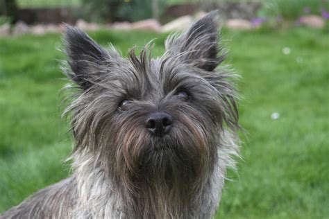 Cairn Terrier | Dogs | Breed Information | Omlet