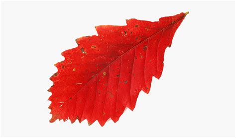 Red Leaf Leaf Hd Png