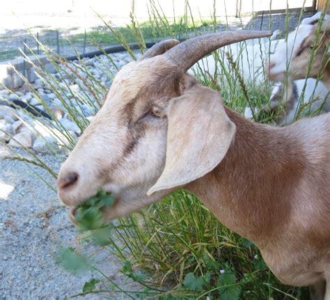 mintagehome: Got Goats?