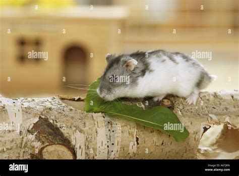 Dzhungarian Dwarf Hamster On Branch Phodopus Sungorus Stock Photo Alamy