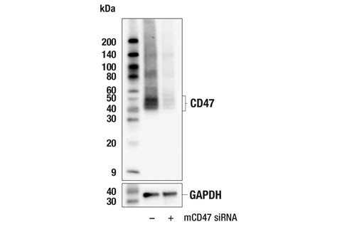 CD47 E2V9V Rabbit MAb Cell Signaling Technology