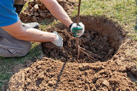 Comment réussir la plantation d arbres ou d arbustes à racines nues