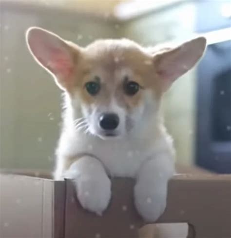 Affectionate Corgi Has A Heart Shaped Nose And Loves To Give Hugs
