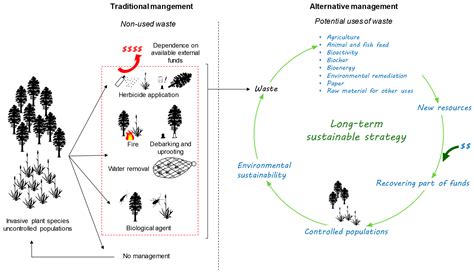 Plants Free Full Text Strategies For The Management Of Aggressive Invasive Plant Species