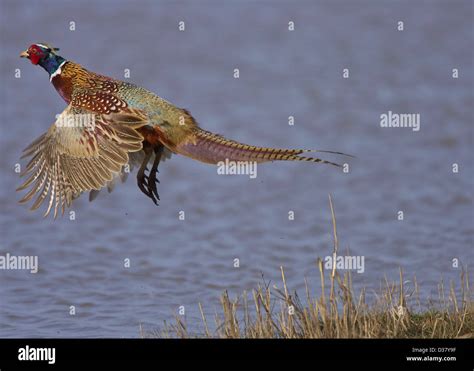 Pheasant In Flight Hi Res Stock Photography And Images Alamy