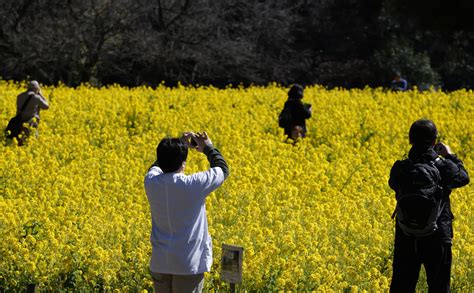 An early bloom turns Tokyo garden into yellow flower wonderland | Mashable