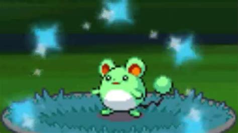 LIVE Shiny Marill After 10 803 REs In Platinum Phase 2 YouTube