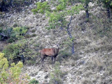 Le brâme du cerf du Ventoux VentouxProvence