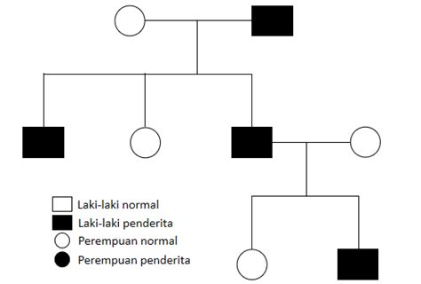 Solved Perhatikan Peta Silsilah Berikut Berdasarkan Peta Silsilah