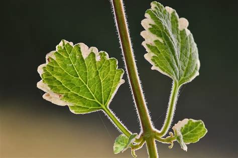 Miseria Pianta Un Erba Colorata Che Resiste A Tutto