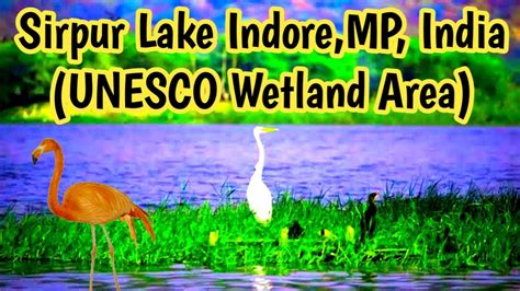 Sirpur Lake Indore Unesco Wetland Area Best Tourist Spot Near