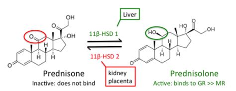 Why Prednisolone For Alcoholic Hepatitis Medicine Specifics